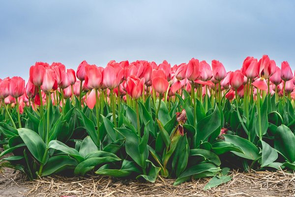 Les dix astuces incontournables pour un déménagement local réussi